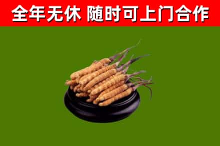 河池回收散虫草
